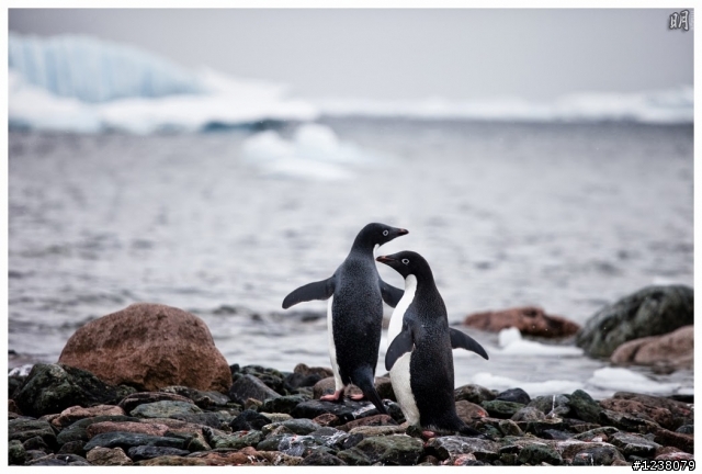 2013 Antarctica 南極