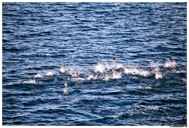 2013 Antarctica 南極