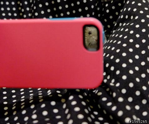 [分享] 亞果元素Otter Box  iphone5/5s手機殼~~ 舊的不去新的不來