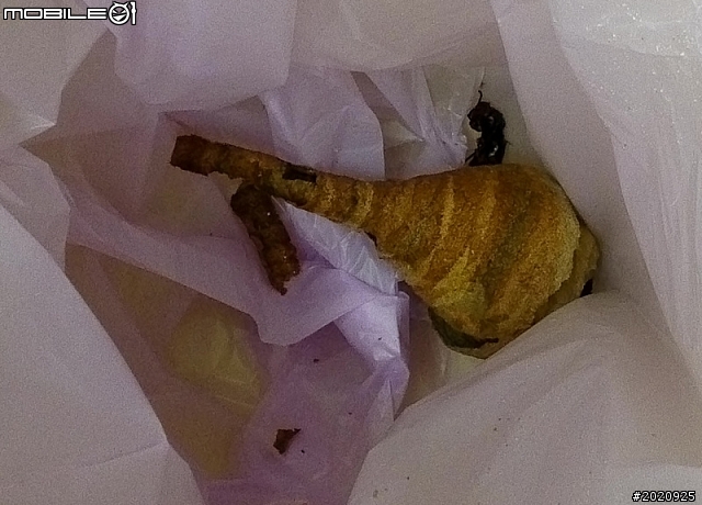 請教這是什麼蟲? 在天花板發現要怎樣處理?