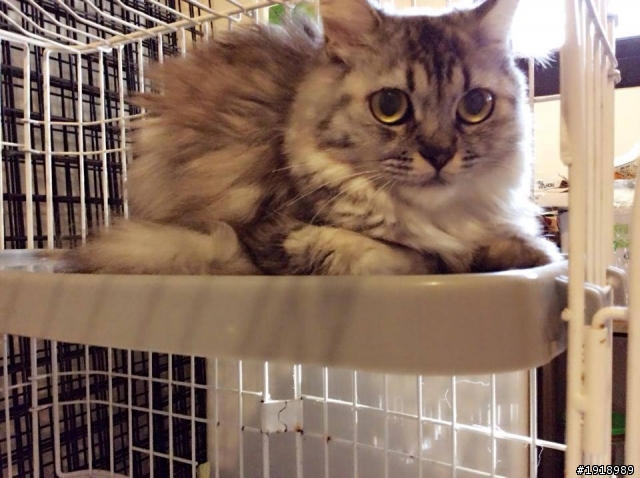 急需認養或中途-美短混波斯(無貓家庭)