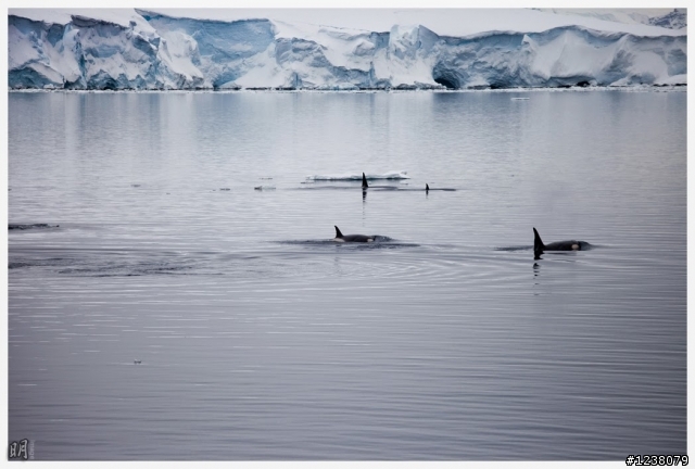2013 Antarctica 南極