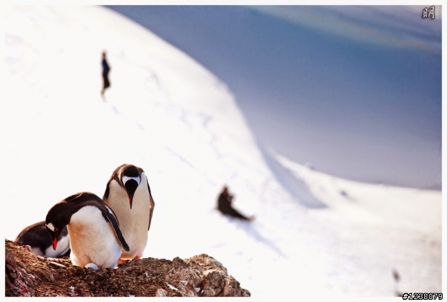 2013 Antarctica 南極