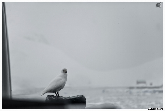 2013 Antarctica 南極