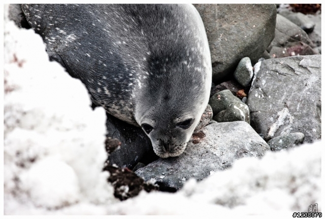 2013 Antarctica 南極