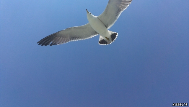 拍海鷗~~
