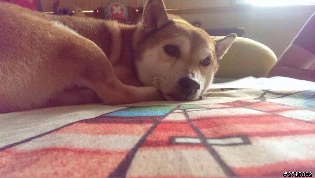 柴犬寶貝kiwi走失!!如果有看到分享一下!!拜託!!