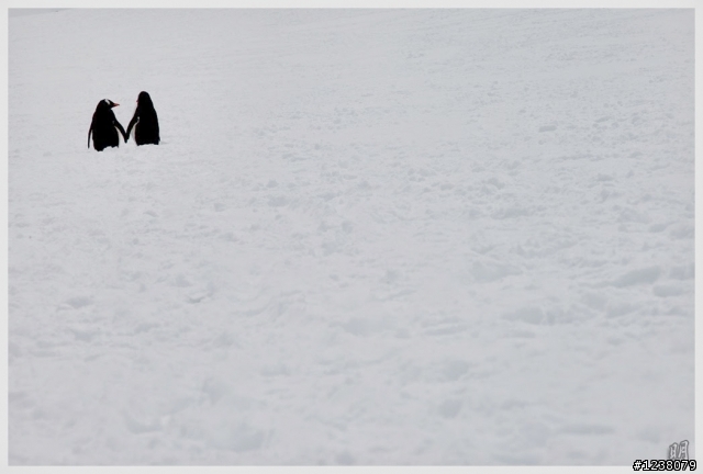 2013 Antarctica 南極