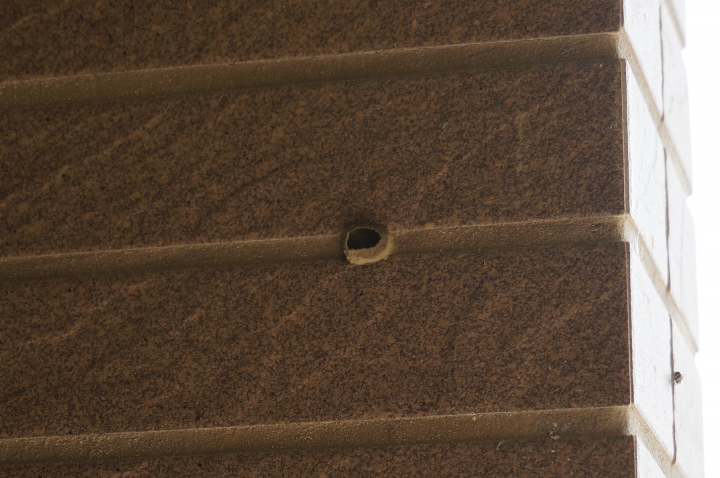 請問在我家陽台牆壁的不明物體