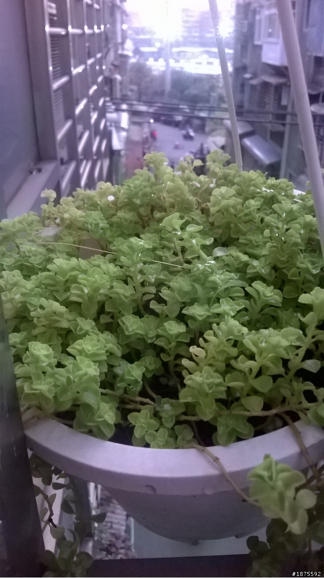 請問這些植物?
