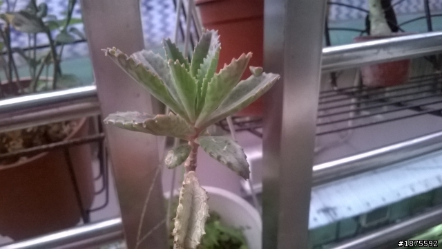 請問這些植物?