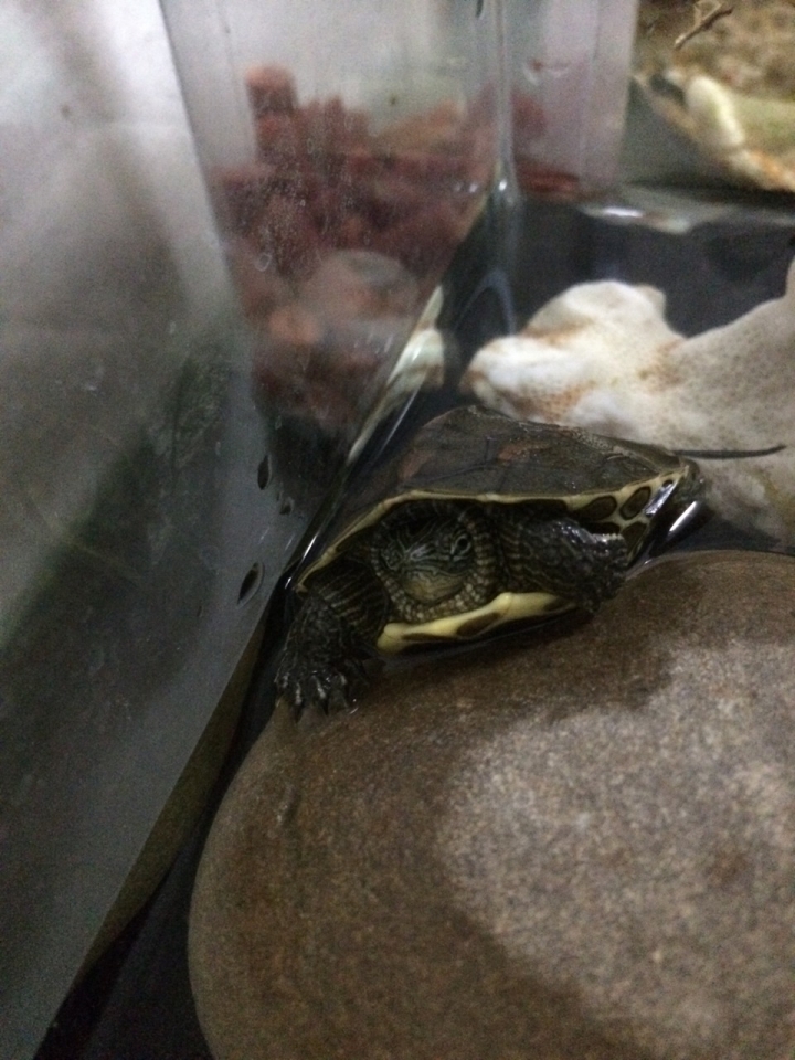 烏龜怎麼養?