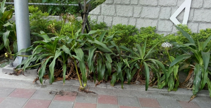 請問這是什麼植物?