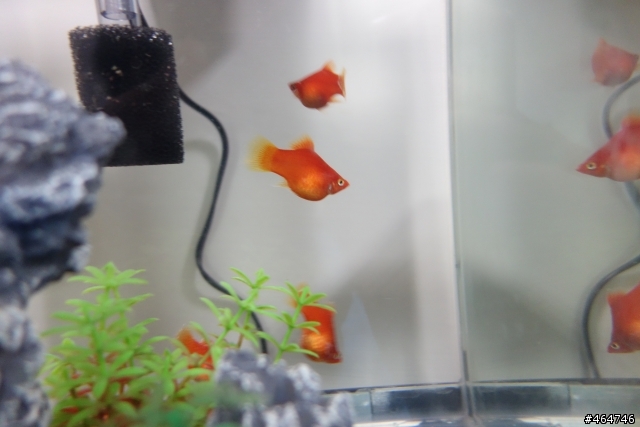 魚的生產日期