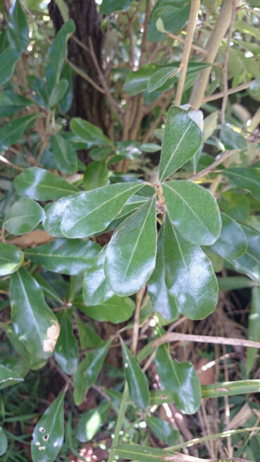 請問植物名稱