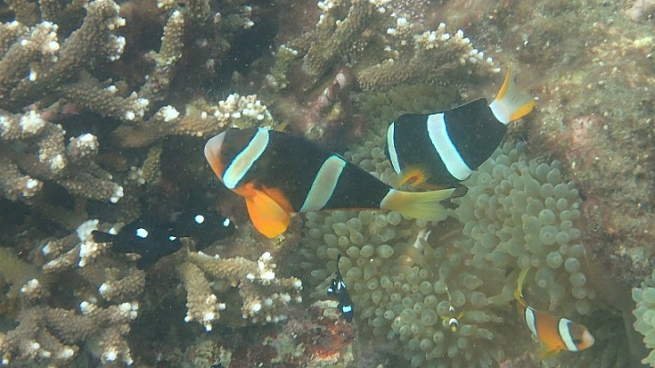 TG-3&魚眼鏡頭使用心得
