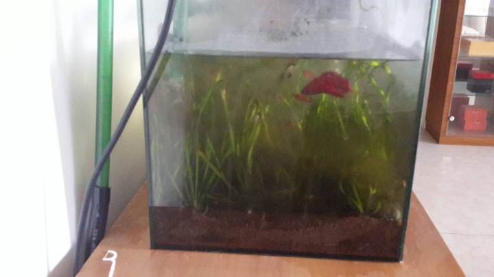 第一次養魚