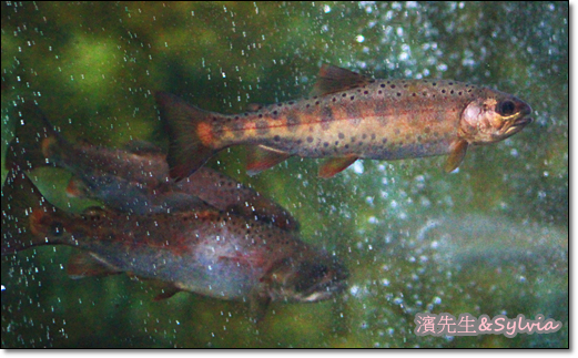 新手首露Coleman10人帳_武陵農場露營初體驗成功_2014/8/4新增完整全部內容。