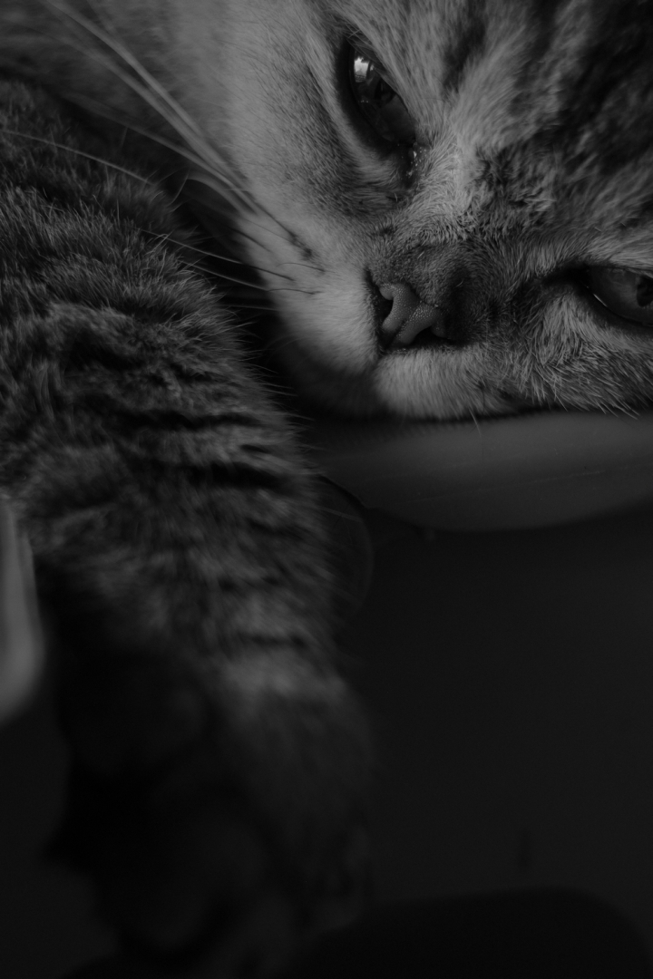 X-E1 + Summicron 35/2 8elements V1