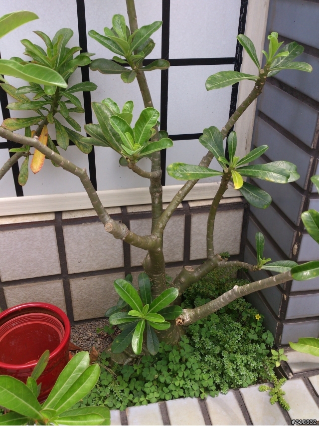 [發問]請教這株植物的名稱