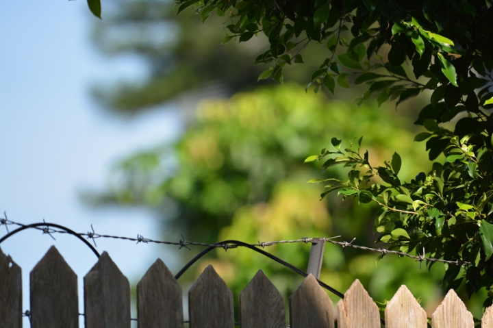 [照片分享與討論] Canon 80-200mm f4L + Nikon D7100