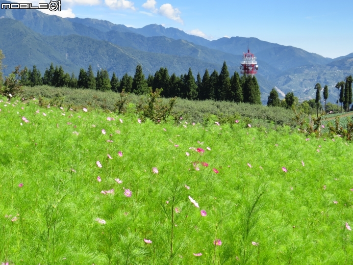 中橫-福壽山-武陵