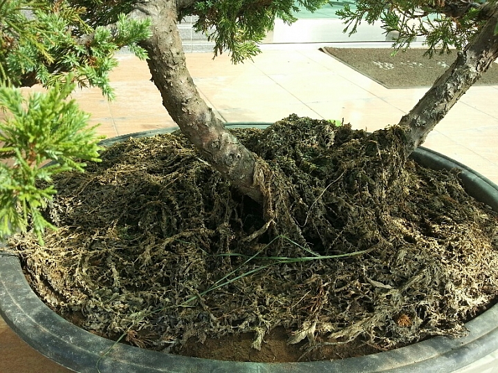 請教一下.這2盆真柏怎麼了??