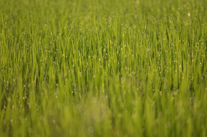 [照片分享與討論] Canon 80-200mm f4L + Nikon D7100