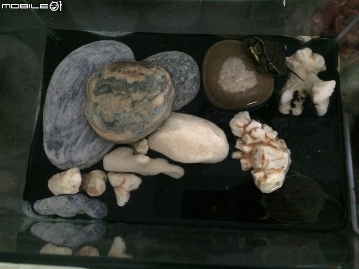 烏龜怎麼養?