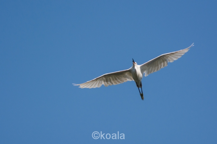 【D7100試機】花鳥魚蟲啥都有，歡迎入內拍磚