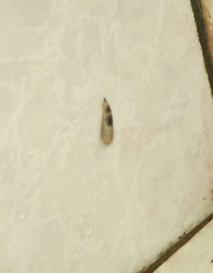這是什麼蟲?