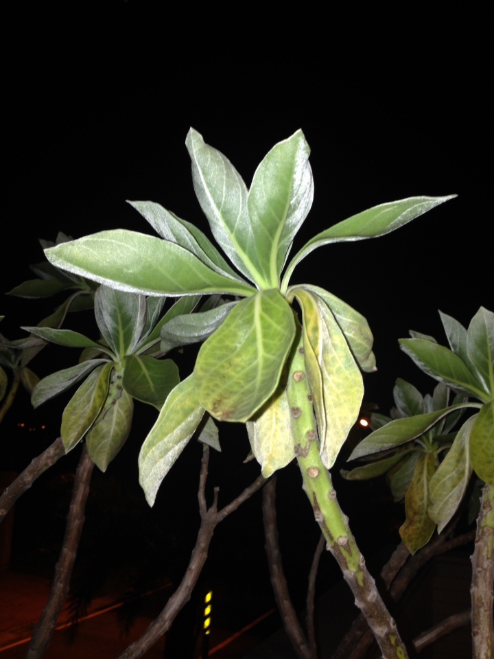 [請問]我的白水木怎麼了？