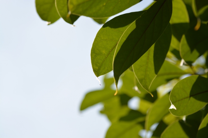 [照片分享與討論] Canon 80-200mm f4L + Nikon D7100