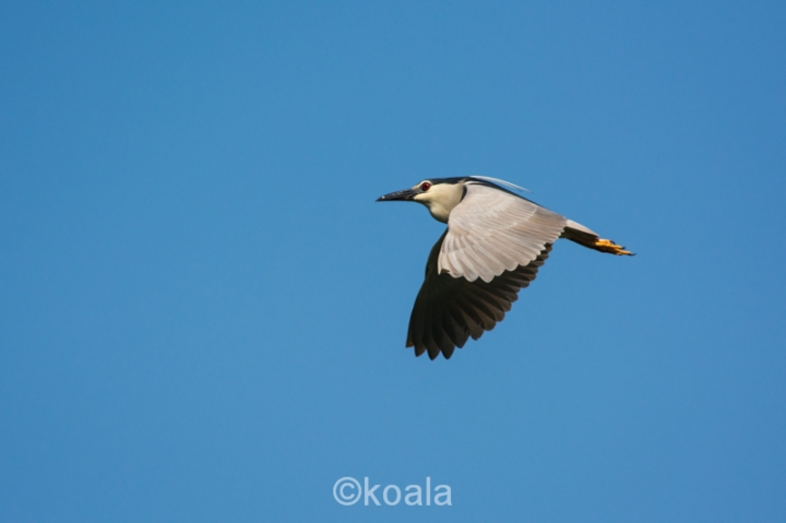 【D7100試機】花鳥魚蟲啥都有，歡迎入內拍磚