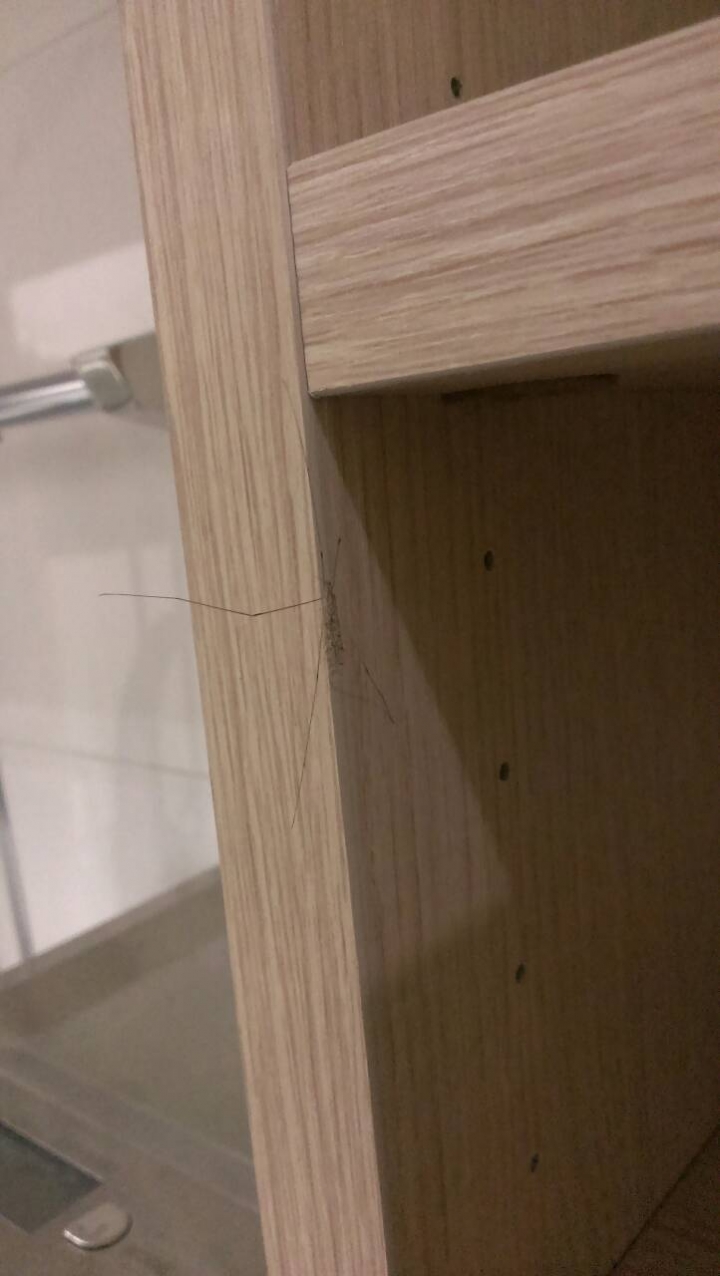 請問這是什麼蟲?
