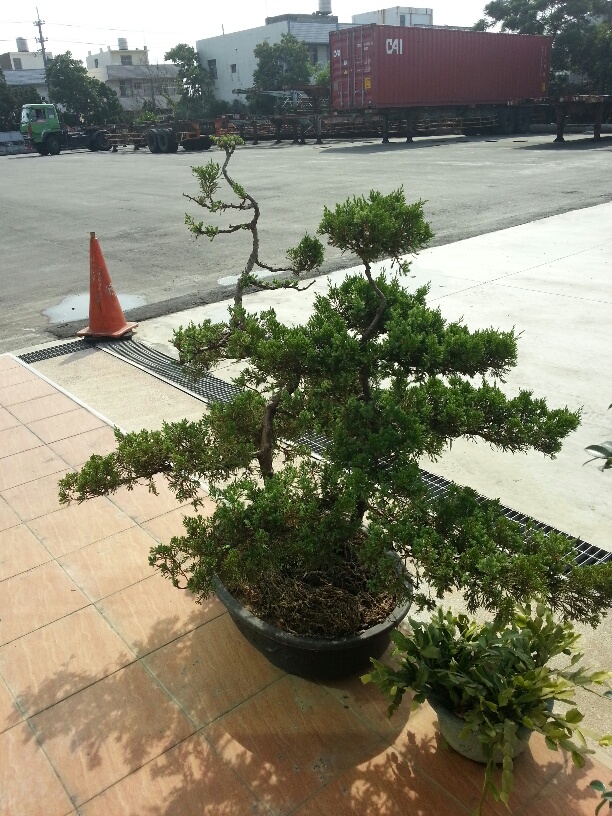 請教一下.這2盆真柏怎麼了??