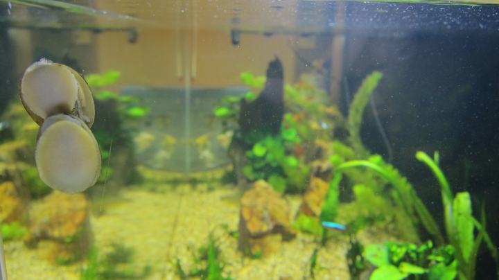 新手開大缸之設缸實記