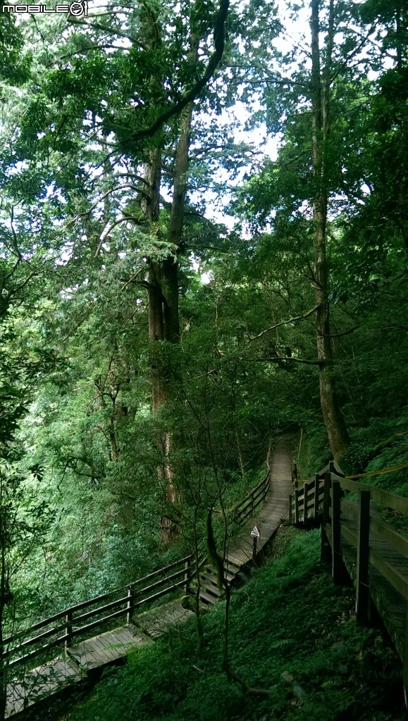  水蜜桃故鄉與千年神木之旅