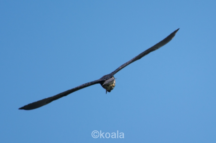 【D7100試機】花鳥魚蟲啥都有，歡迎入內拍磚