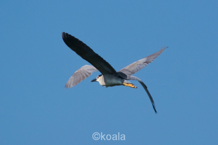 【D7100試機】花鳥魚蟲啥都有，歡迎入內拍磚