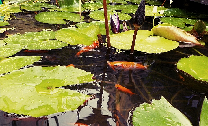 [庭院一隅] 雨後，令人沁心的綠
