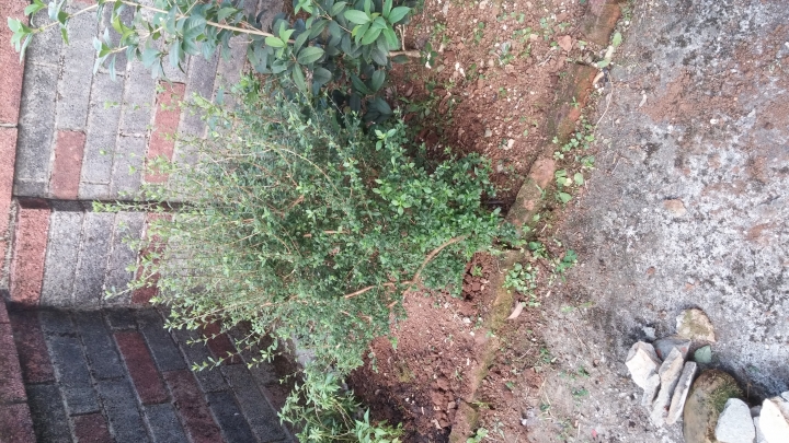 請問這是什麼植物