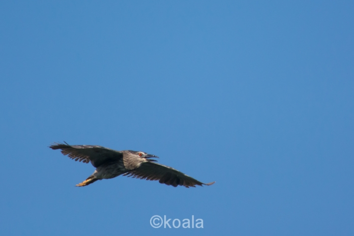 【D7100試機】花鳥魚蟲啥都有，歡迎入內拍磚
