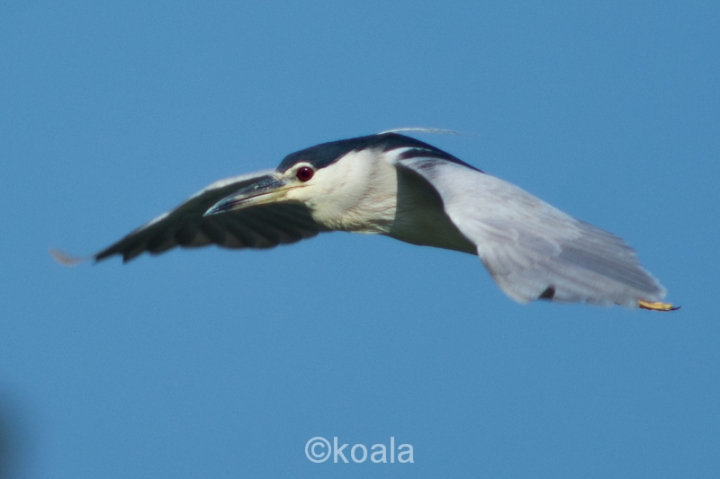 【D7100試機】花鳥魚蟲啥都有，歡迎入內拍磚