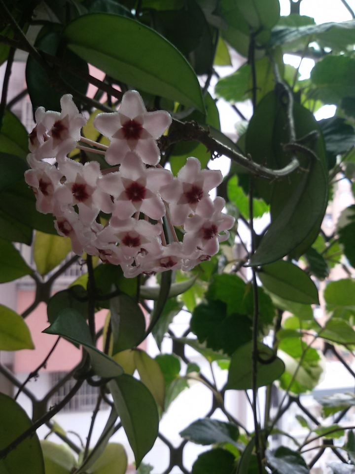 舒壓的陽台植物