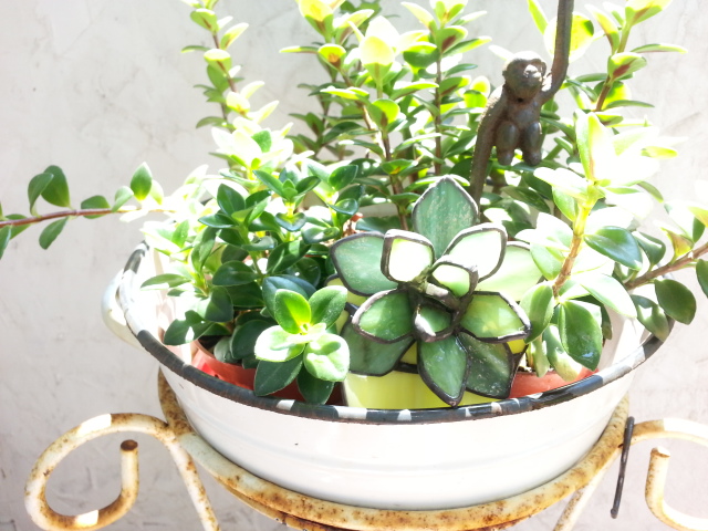 [手工部屋]  小小花園DIY