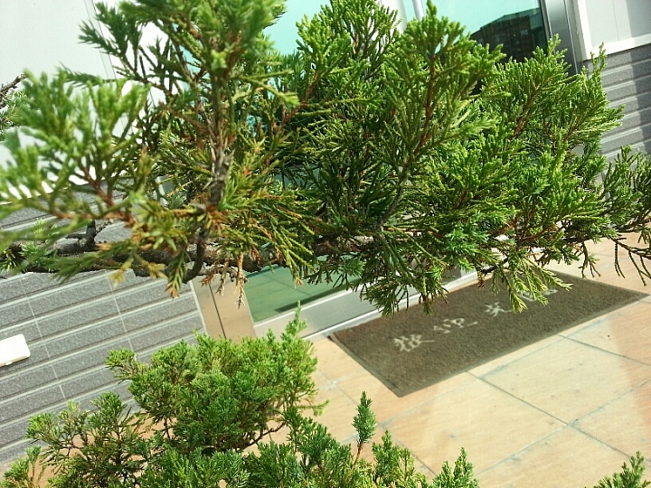 請教一下.這2盆真柏怎麼了??