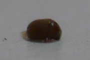 請問圖中是什麼蟲