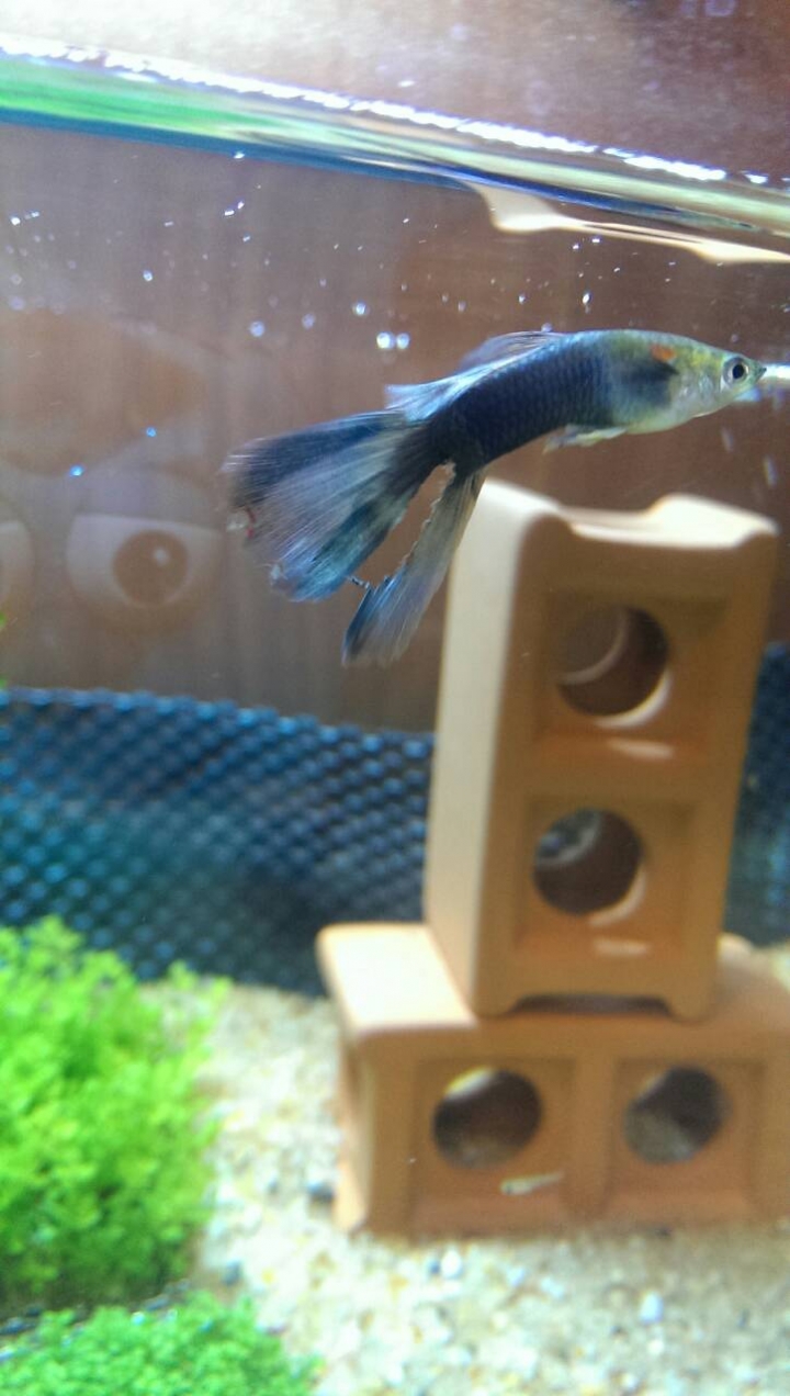 請各位前輩幫我看一下這支孔雀魚是否為爛尾