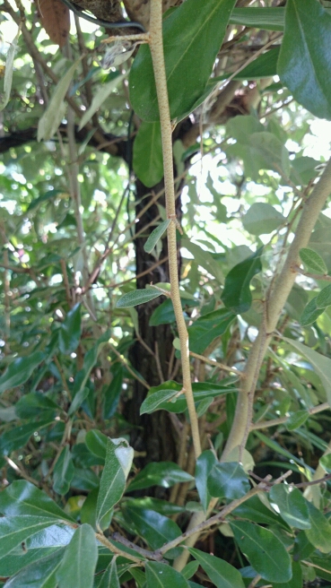 請問植物名稱